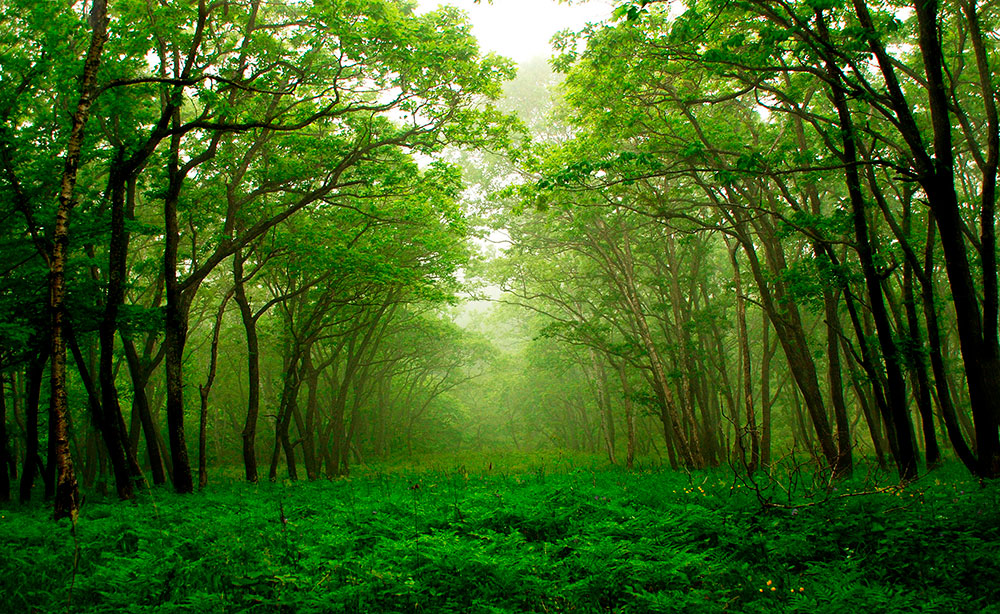 Fotomurales: Bosque verde