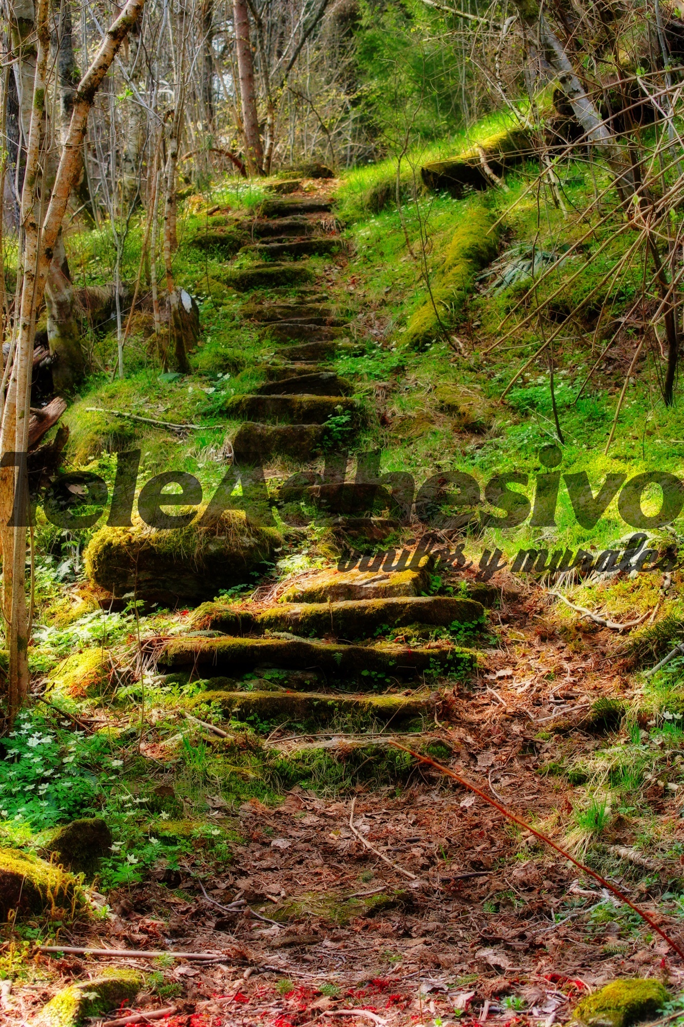 Fotomural Las escaleras del bosque | TeleAdhesivo.com