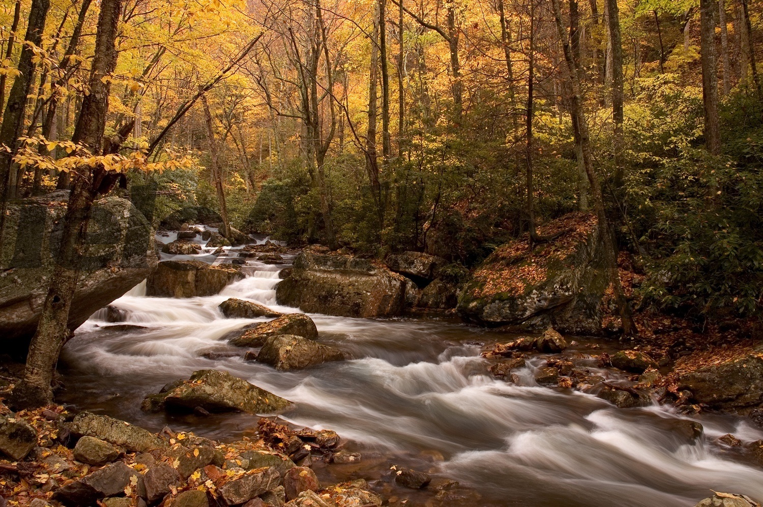 Fotomurales: Río del bosque otoñal