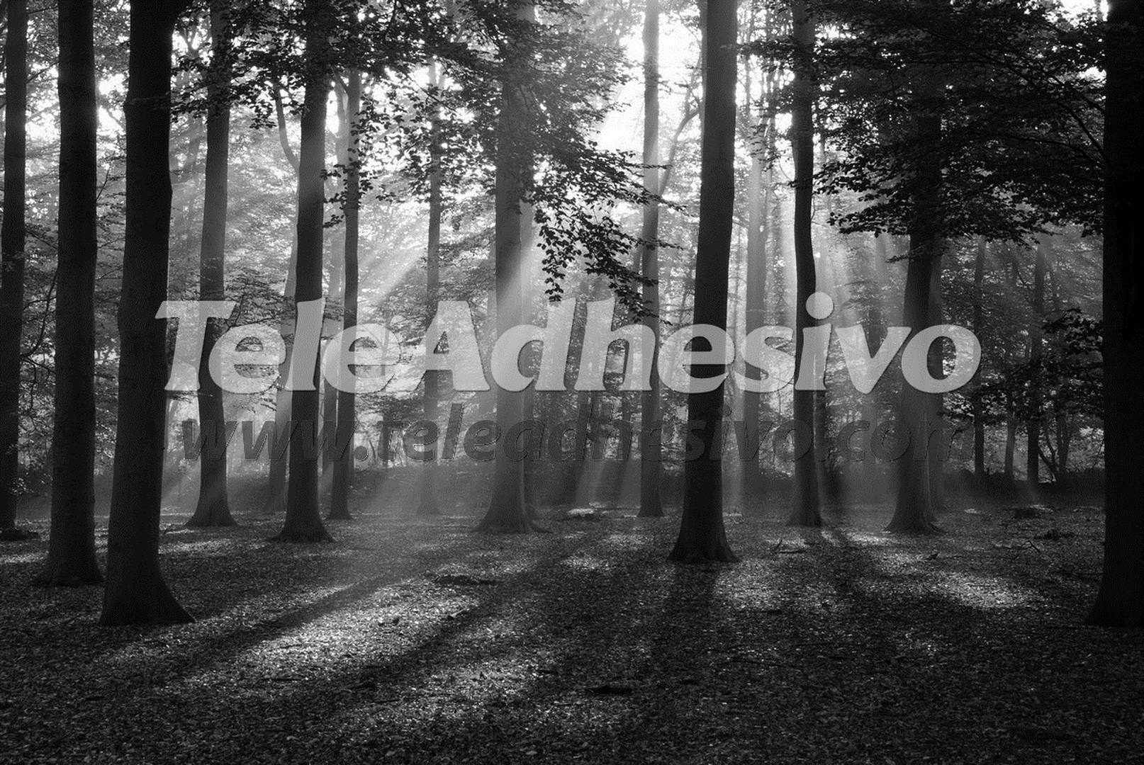 Fotomurales: Bosque en blanco y negro