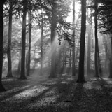 Fotomurales: Bosque en blanco y negro 3