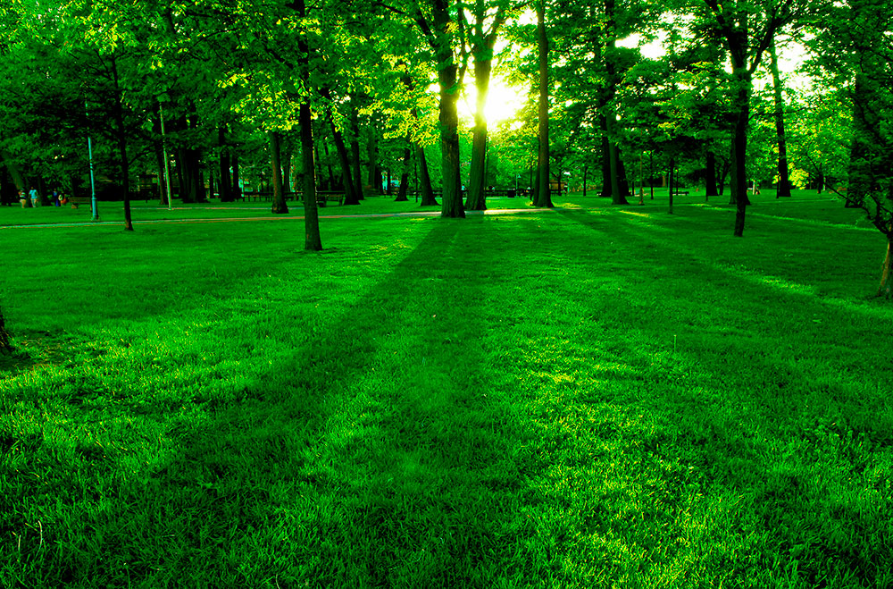 Fotomurales: Parque al atardecer