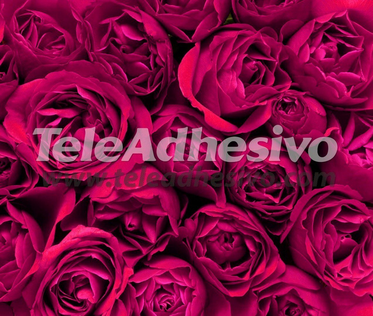 Fotomurales: Rosas Juntas