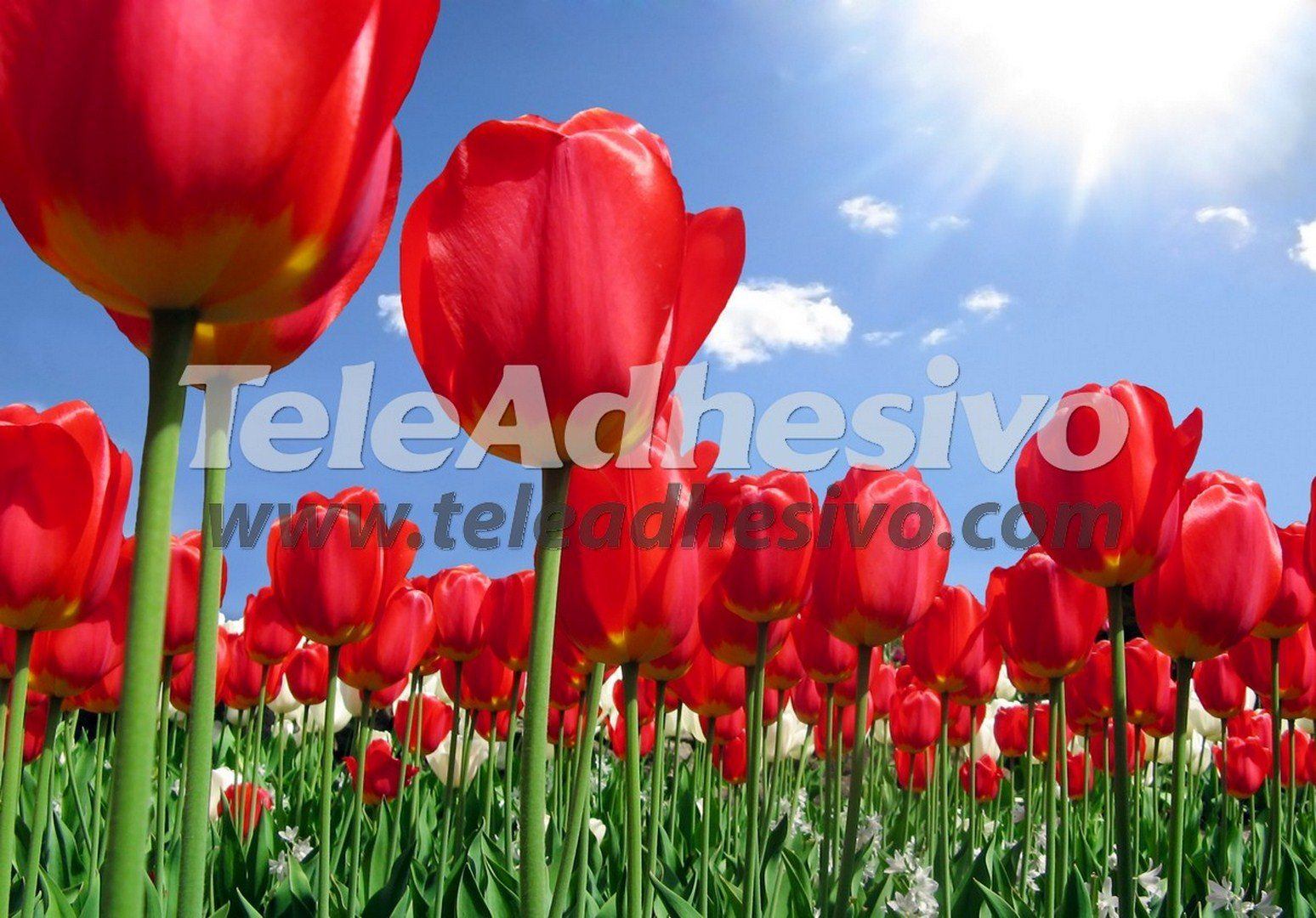 Fotomurales: Campo de tulipanes