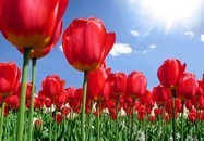 Fotomurales: Campo de tulipanes 3