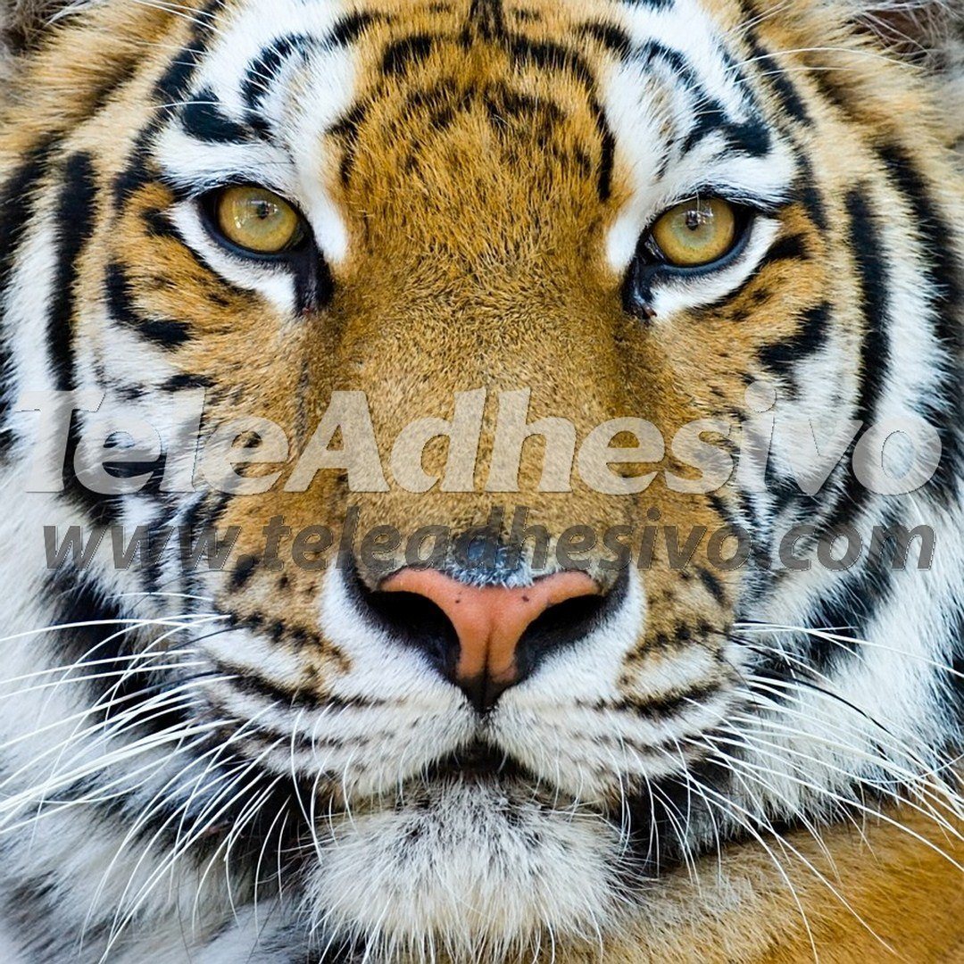 Fotomurales: Tigre de Bengala