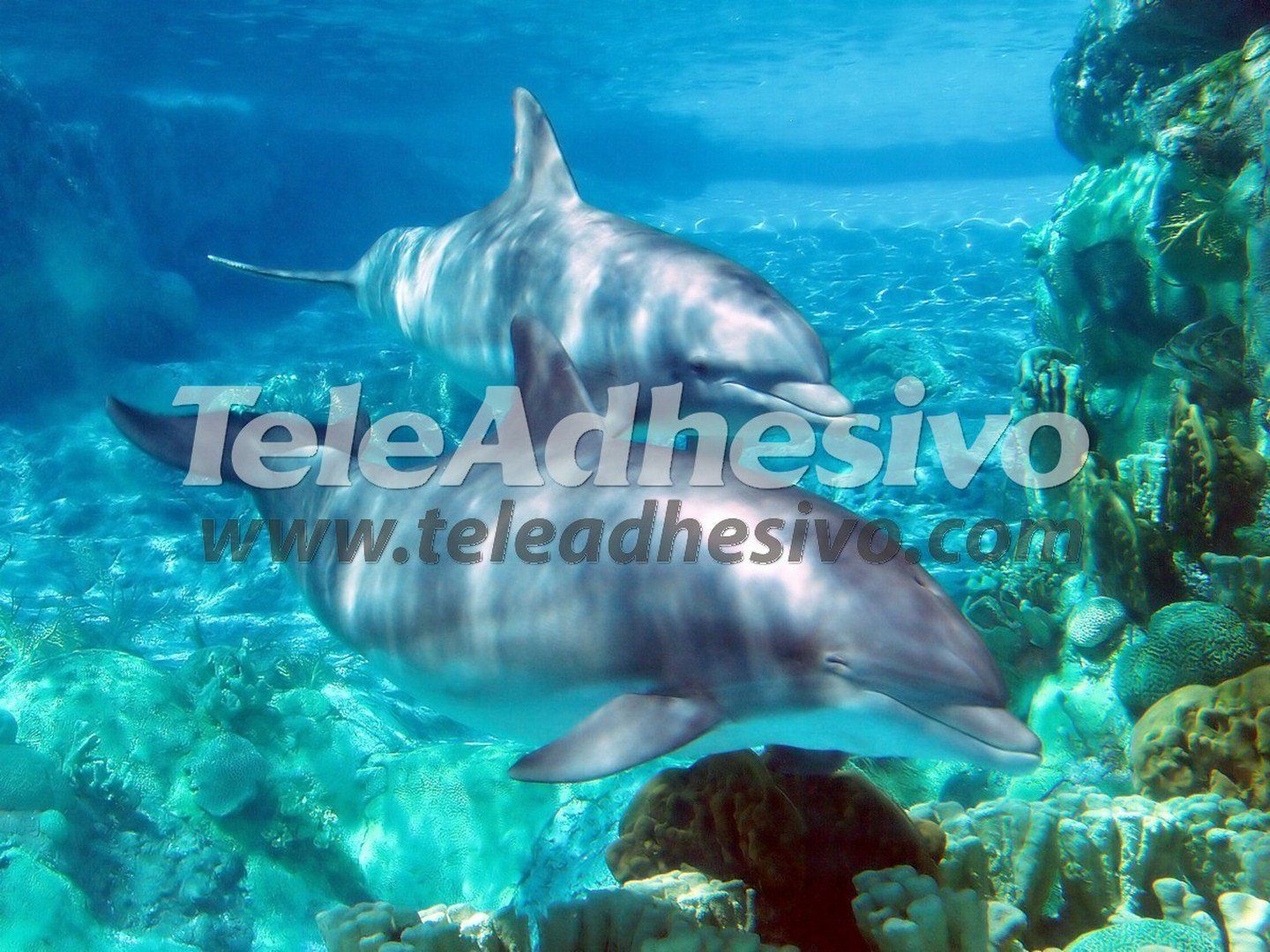 Fotomurales: Pareja de delfines