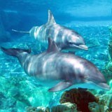 Fotomurales: Pareja de delfines 3