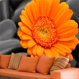 Fotomurales: Gerbera Naranja 4