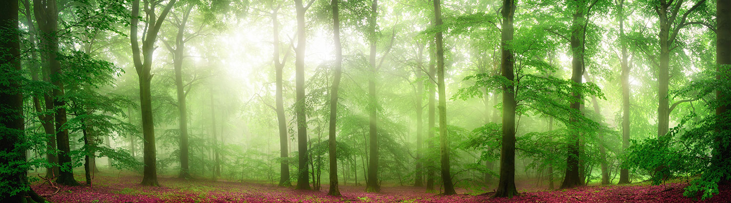 Fotomurales: Bosque de hojas Rojas