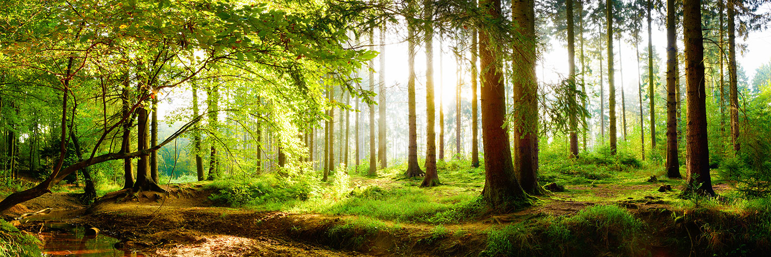 Fotomurales: Amanece en el Bosque