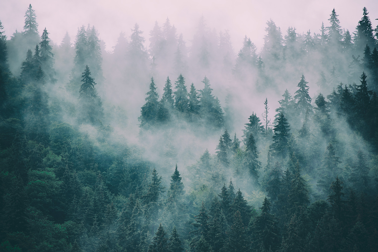 Fotomurales: Pinos entre la Niebla