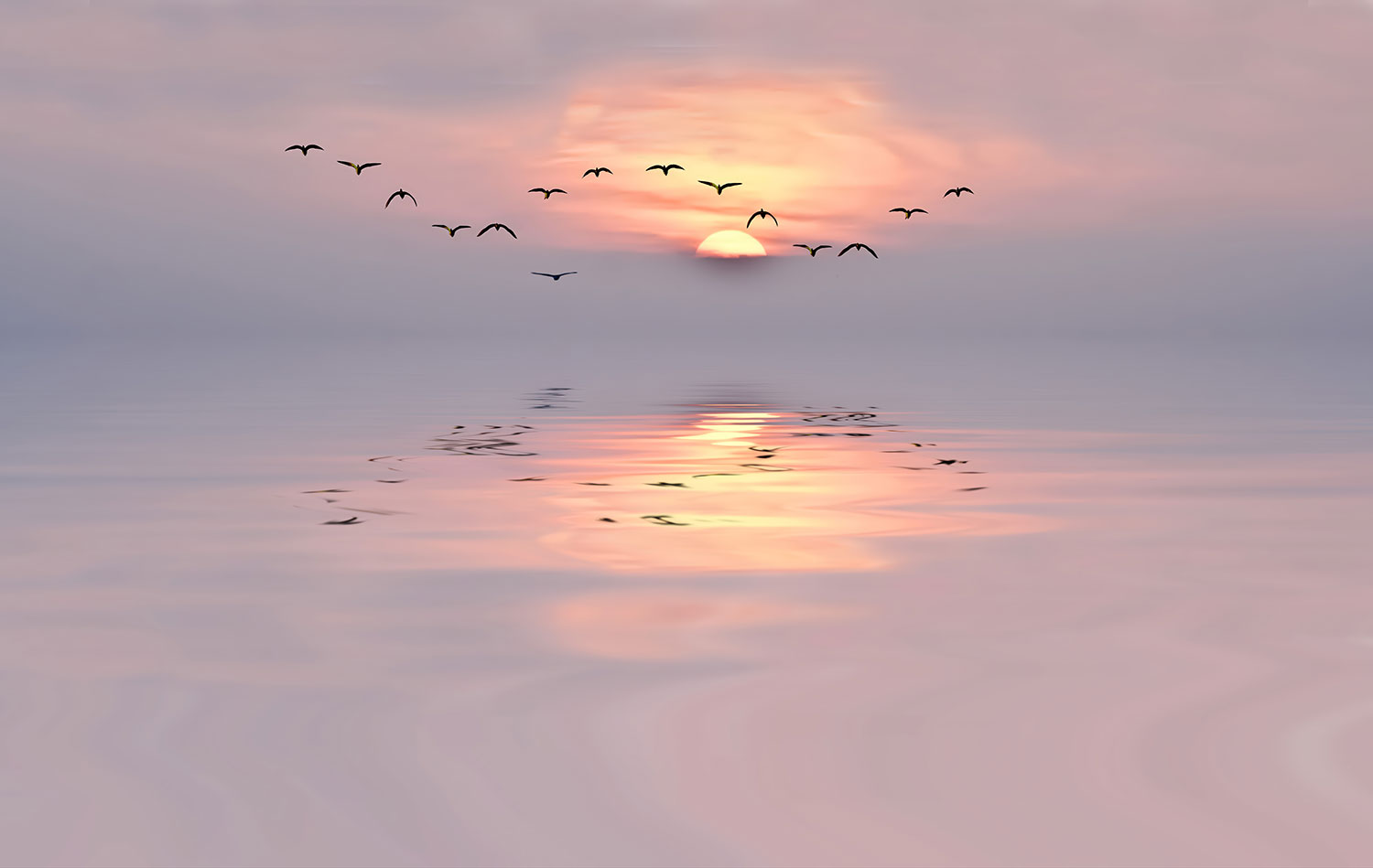Fotomurales: Atardecer entre gaviotas
