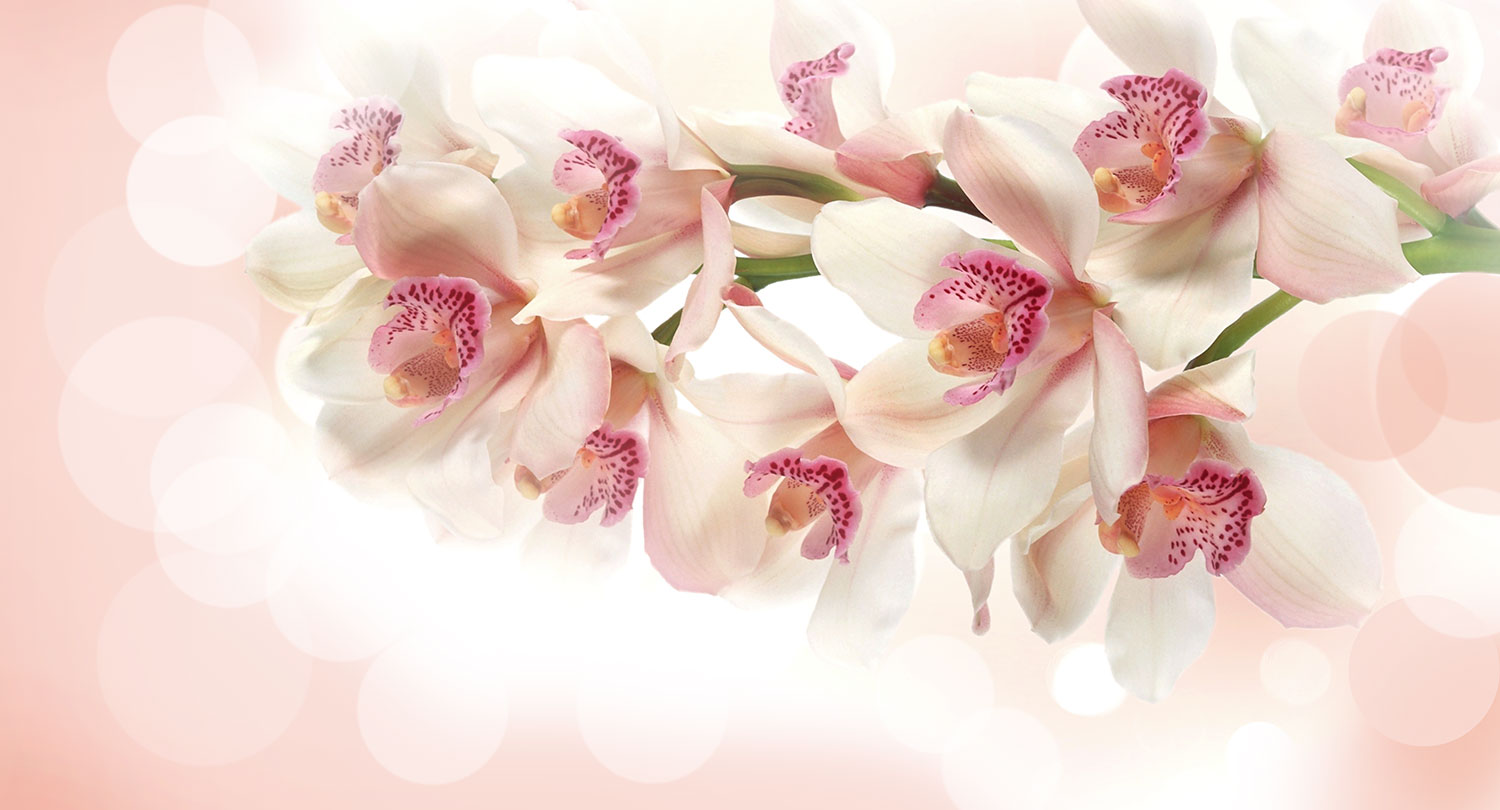 Fotomurales: Ramo de Orqu&iacute;deas