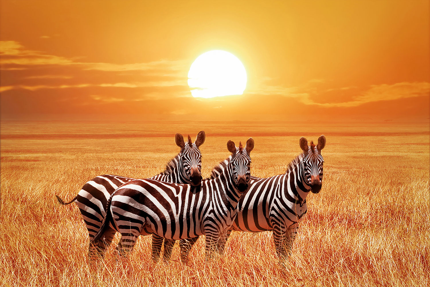 Fotomurales: Cebras en un atardecer