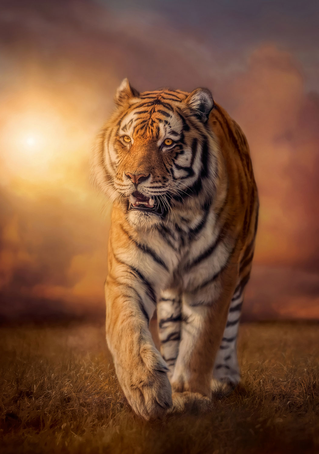 Fotomurales: Tigre