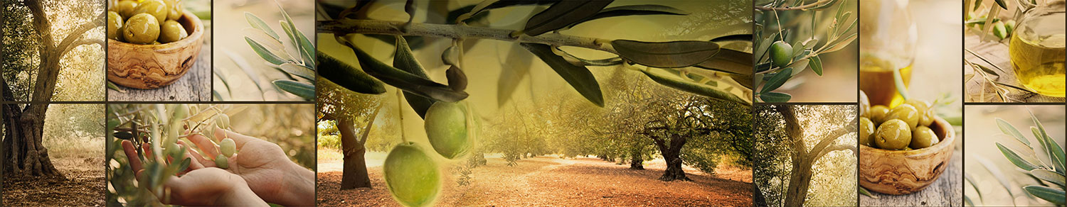 Fotomurales: Olivos y olivas