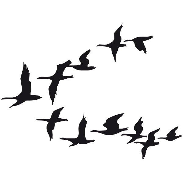 Pegatinas: Migración de las Aves